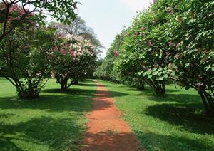 自毛植毛の値段を徹底解説！施術の効果から安心・安全なクリニック選びまで完全ガイド