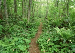 家出調査を成功させるためのポイントと探偵選びのコツ完全ガイド